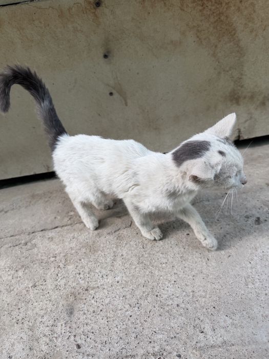 Котенок мальчик в добрые руки