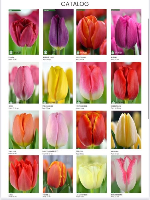 Тюльпан оптом и в розницу