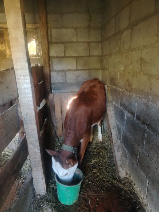 Продам корову и двух телят