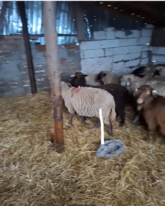Schimb sau vand 2 oi gestante