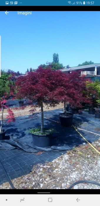 Vindem arțar japonez de mai multe dimensiuni