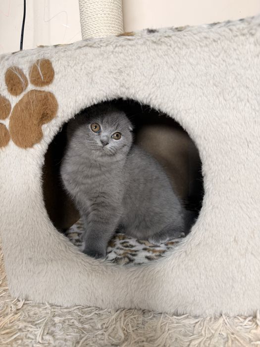 Продаются элитные котята