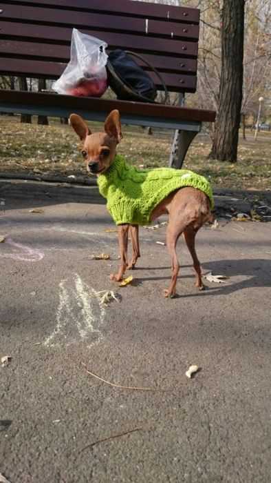 Свитерки для собак и кошек