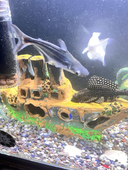 Рыба акула мирная