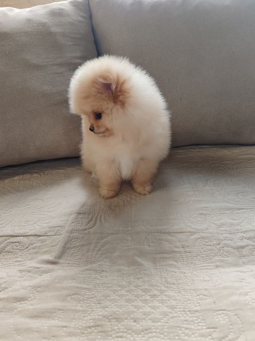 Померан мини мъжко и женско