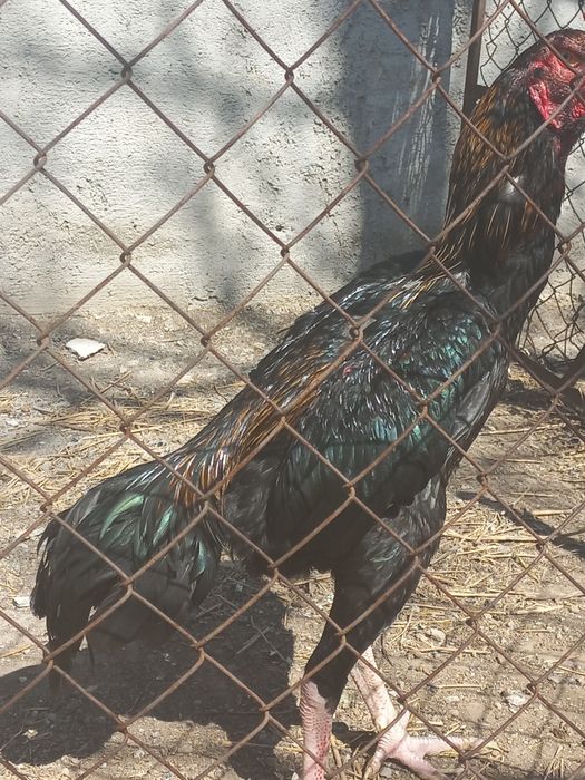 Продаётся бойцовый петух