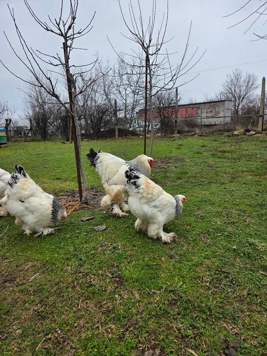 Продавам разплодни яйца от Колумбийска [Light Brahma]