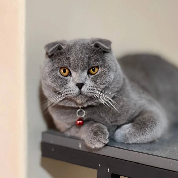 Juftlashish uchun Scottish fold