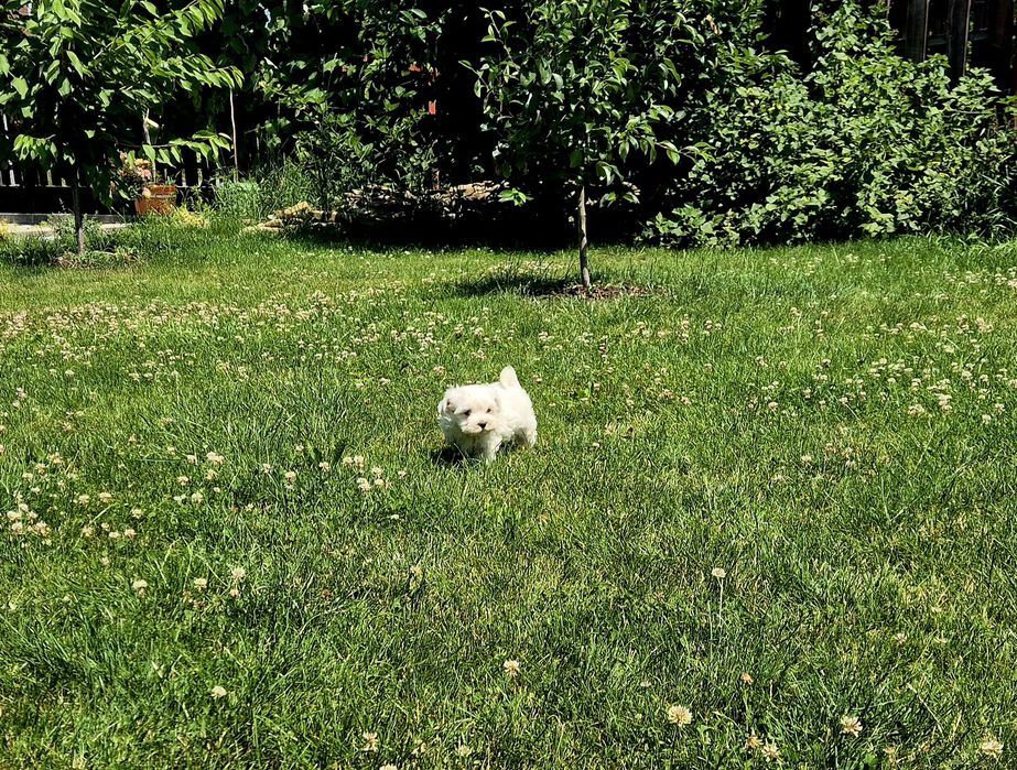 Bichon maltez mini