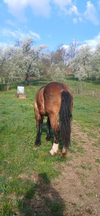 Vand manza tanara