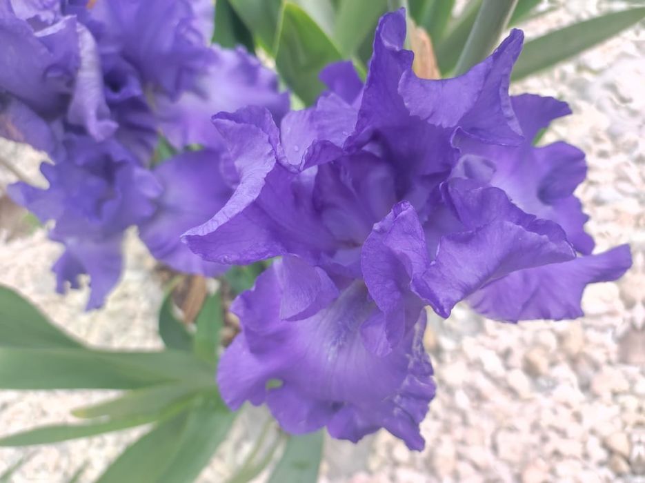 Цветы Ирис разных видов