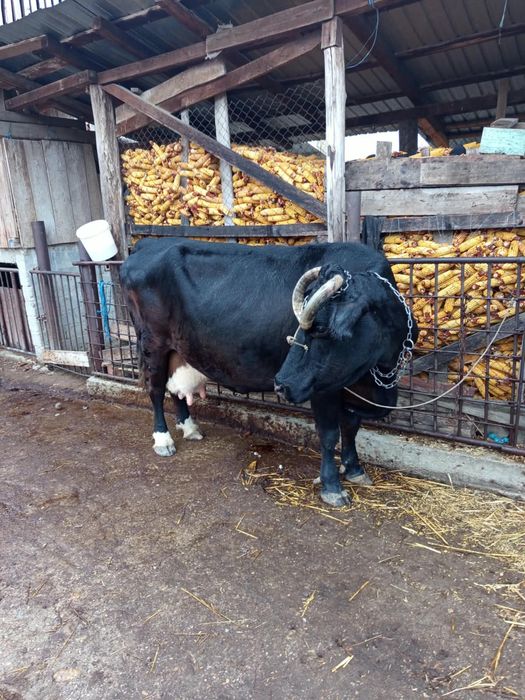 Vând vaca Holstein