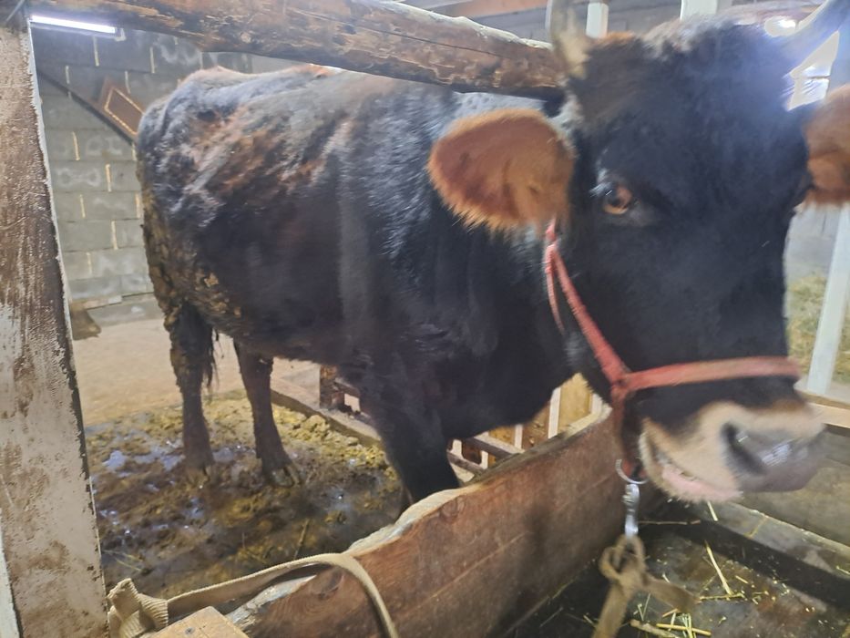 Сауынды сиыр сатылады.