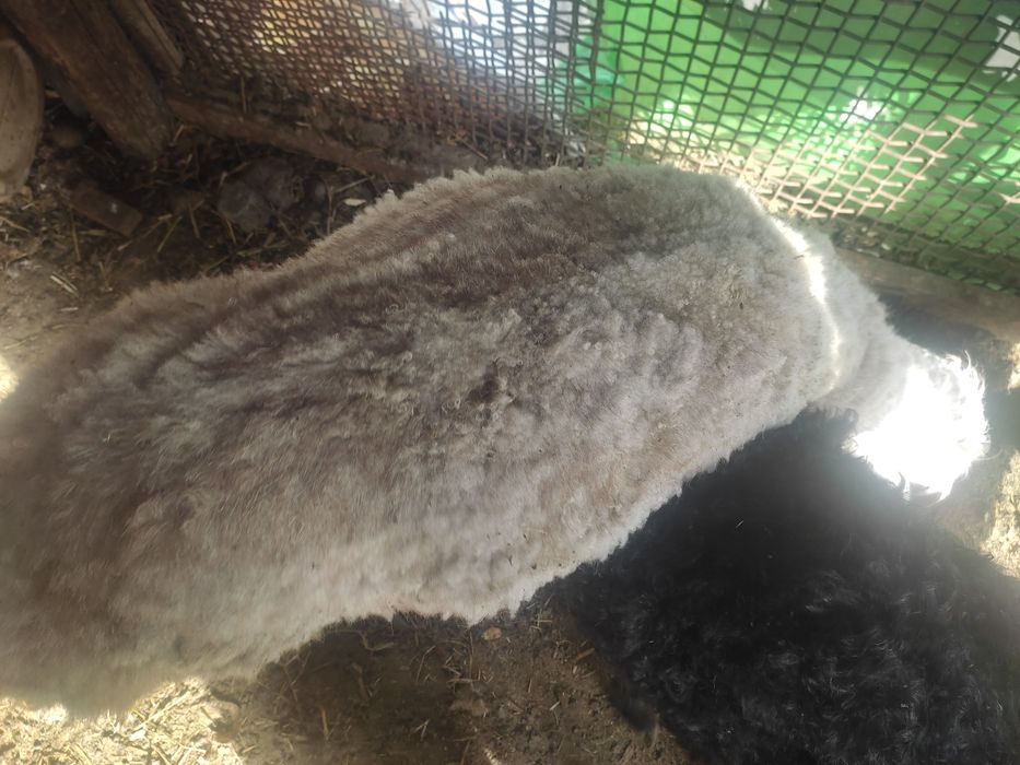 Барашниха молодая баран