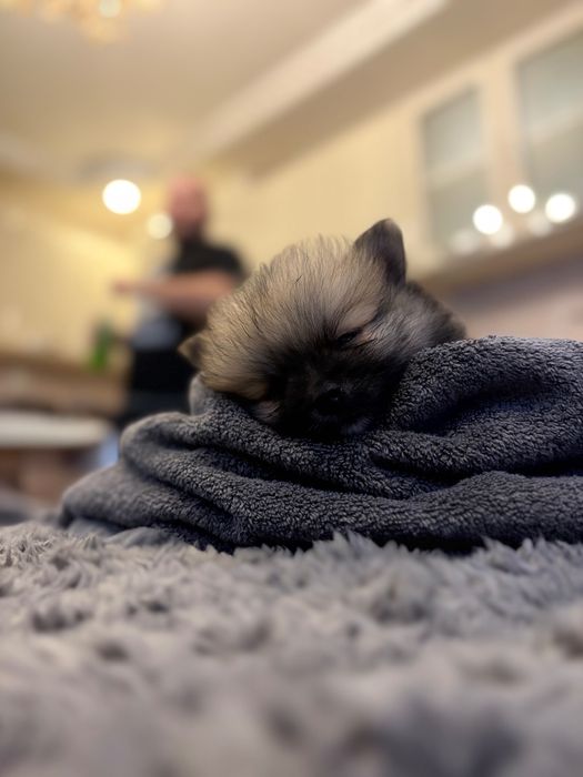 Мини померан на 2 масежс