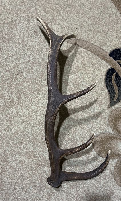 Голям рог от благороден елен