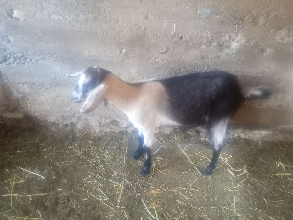 Capre de vanzare