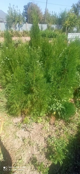 Продаётся туя брабант (западная)  от 90 см
