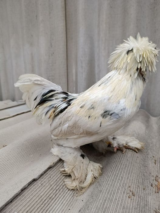 Султанка Кораз Облак