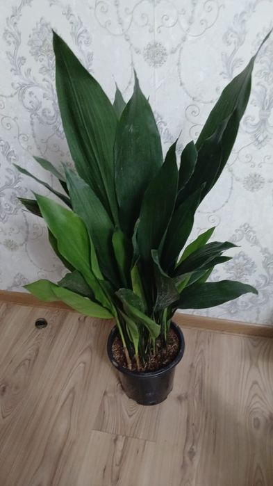 Комнатные растения Алматы