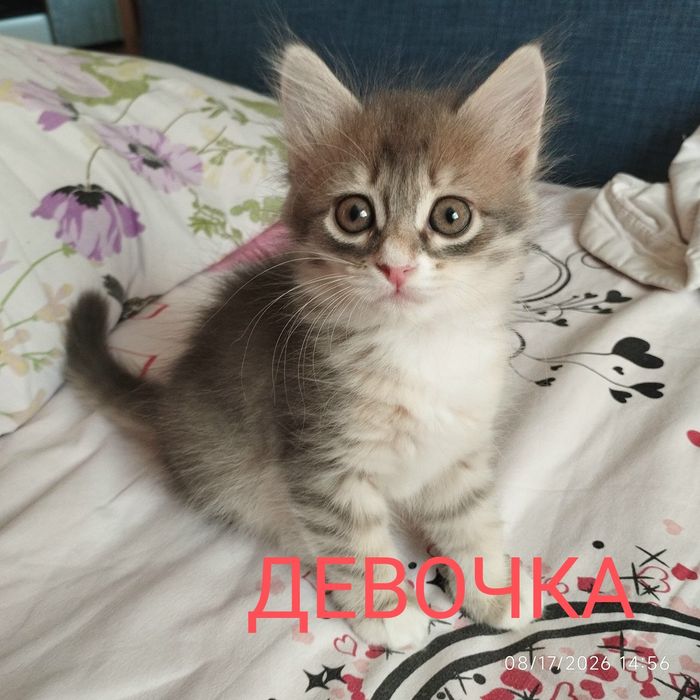 Домашние котята в добрые руки