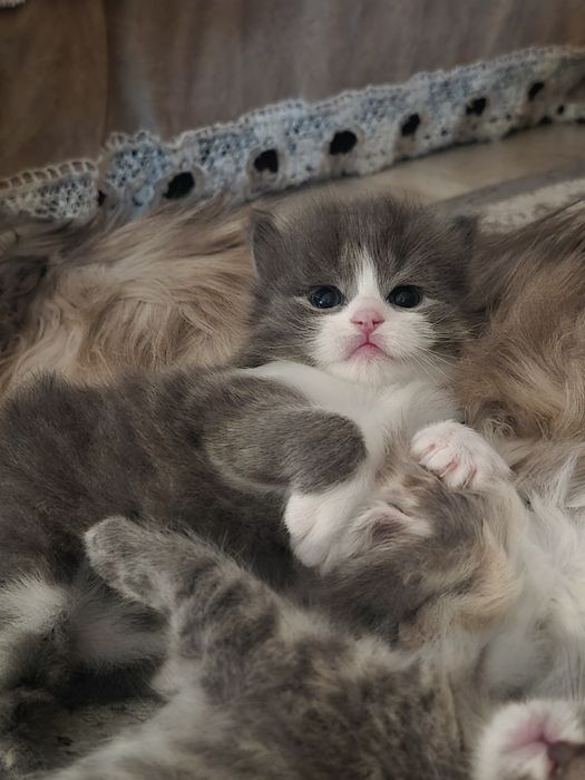 Шотландские  длинношерстные малыши