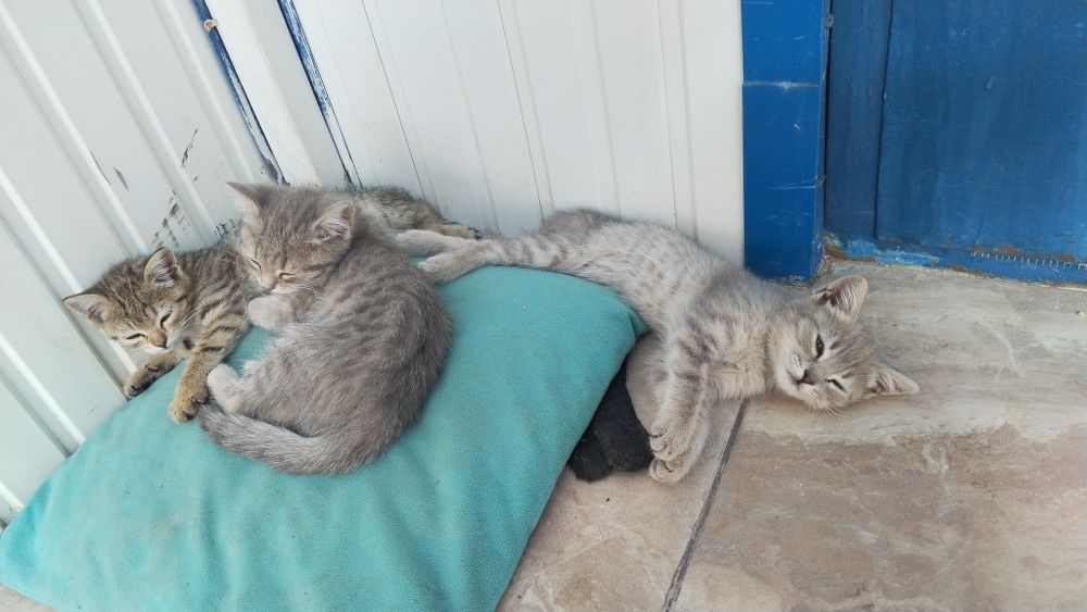 отдам котят в добрые руки