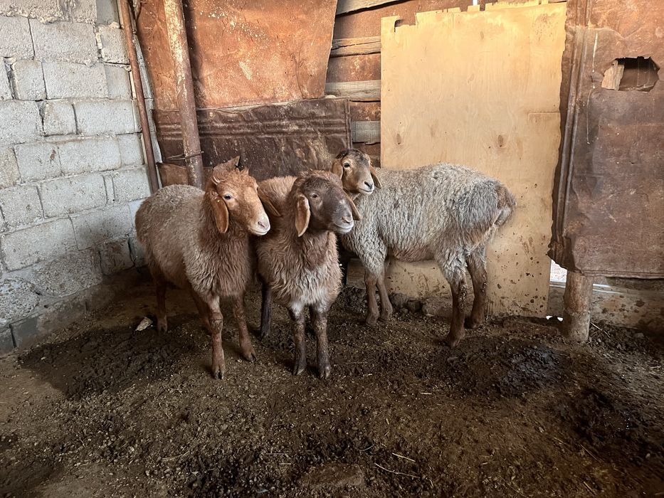 Водийдан кеган 10ойлик куйла