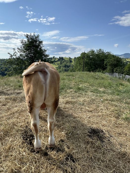 Vand un vitel apbastru belgian si un vitel rosu original cel ceru are 300 kg si belgianul 250 ,28 kg viu