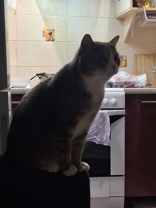 Кот 2 года, марсик