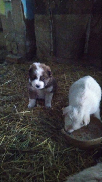 щенки бесплатно в добрые руки