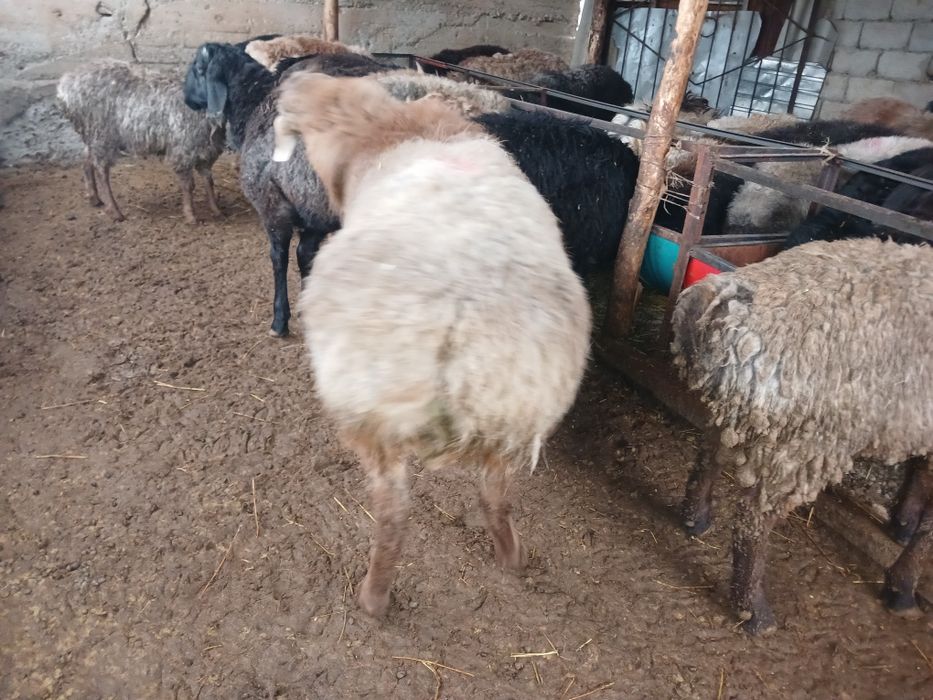 ТұқымдыққаҚошқарлар