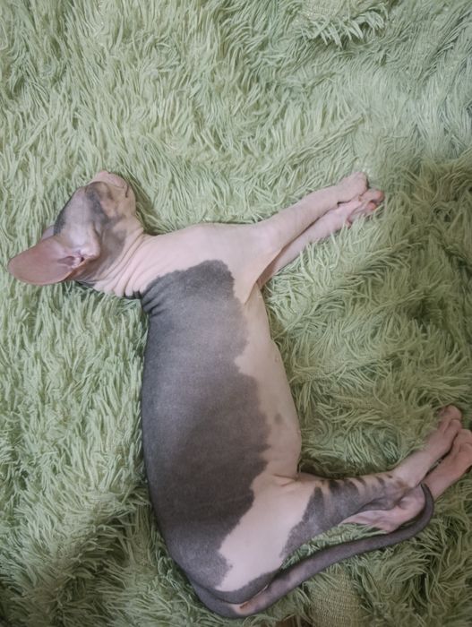 Котенек сфинкс девочка