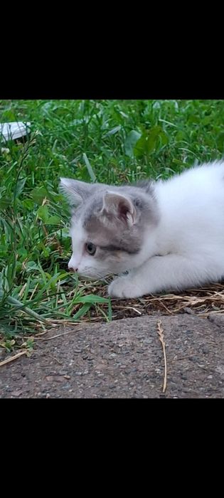 Котята отдам бесплатно