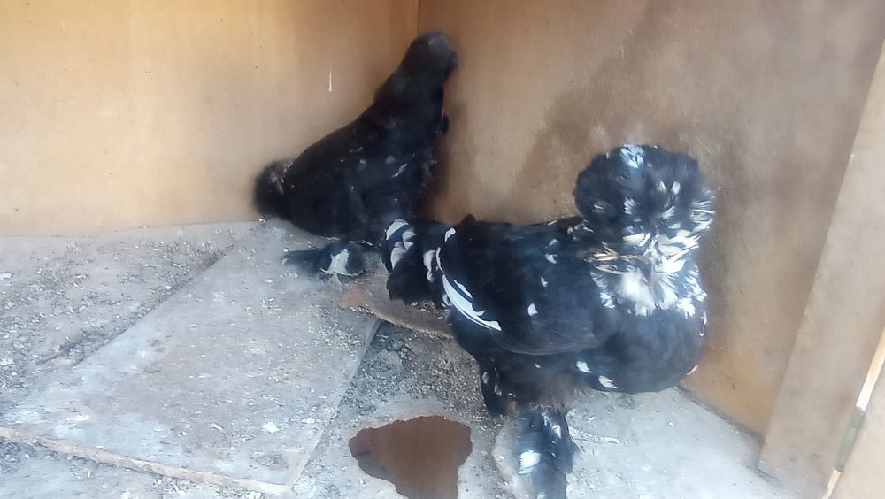 Koreys tovuq va xorozlar sotiladi