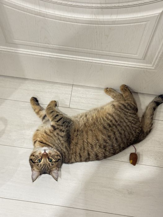 Пропал кот Район Мирный,Карбшева