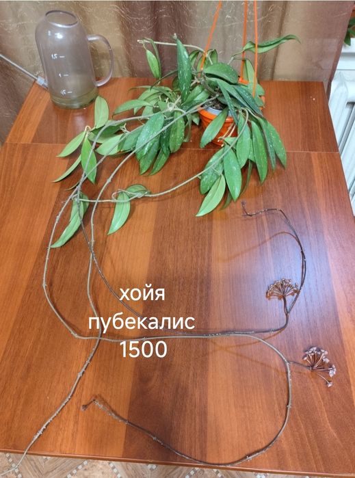 Комнатные   цветы