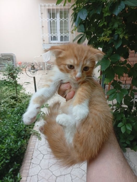 Прекрасные котята