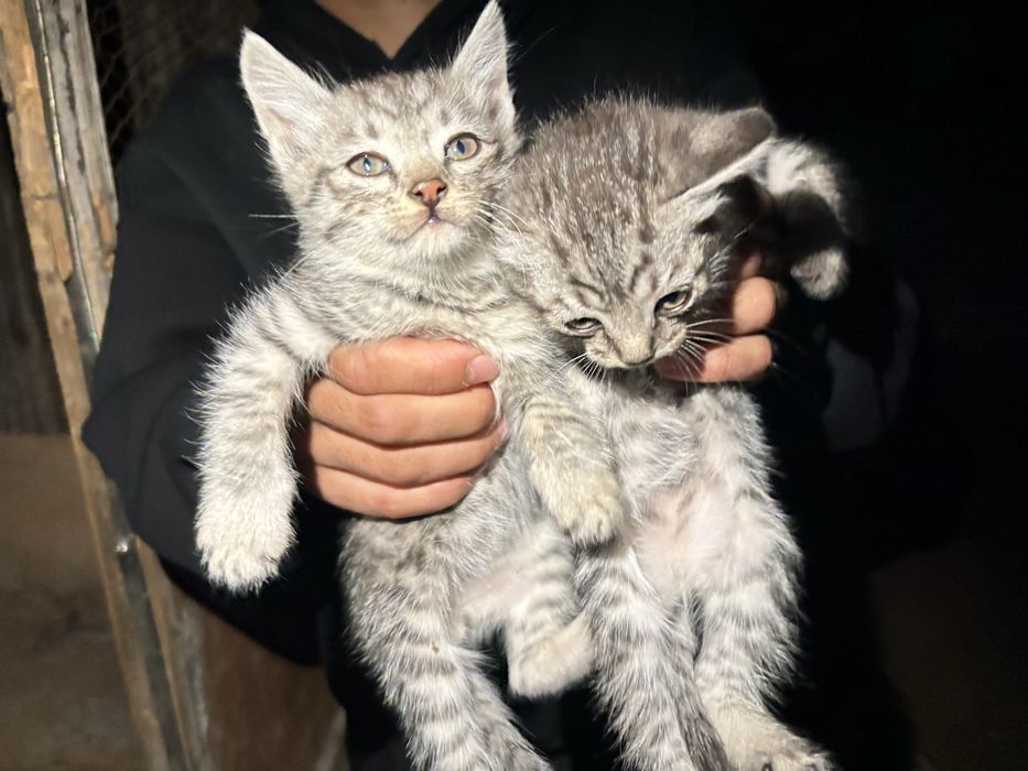 Отдадим котят в добрый руки