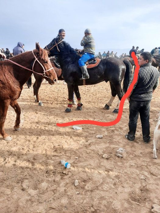 Zottor ot sotiladi insha alloh