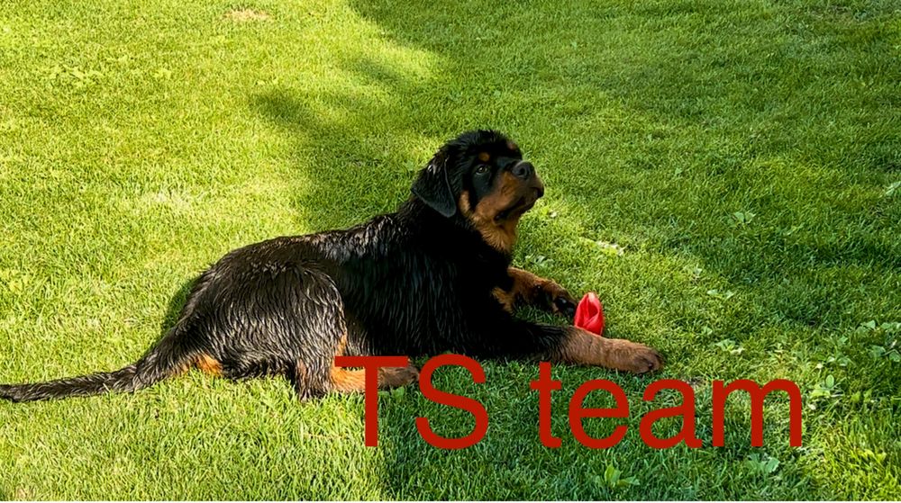 Щенки ротвейлера