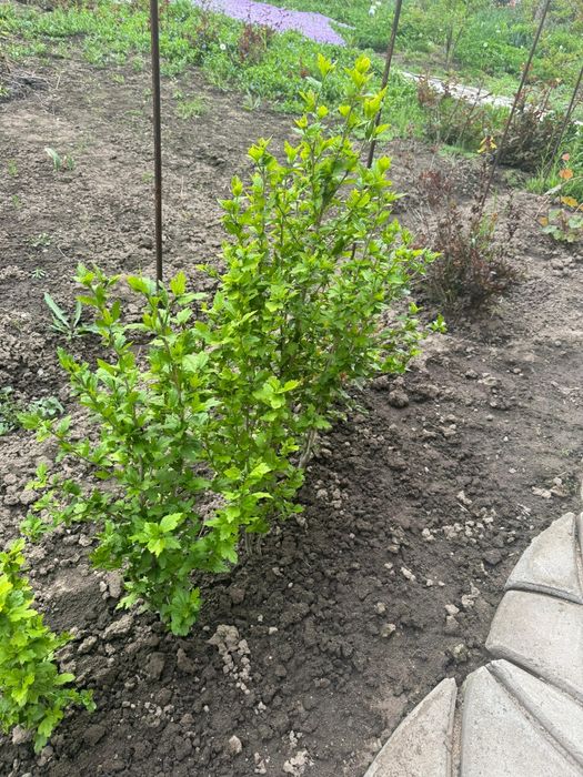 Продаются хоста и гибискус