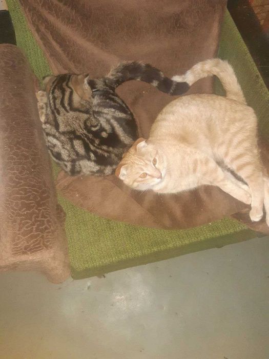 Котята в добрые руки. Смотрите фото