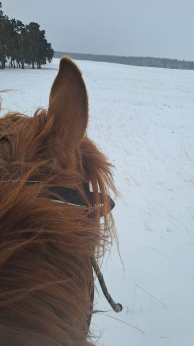 Обмен жеребец смена крови