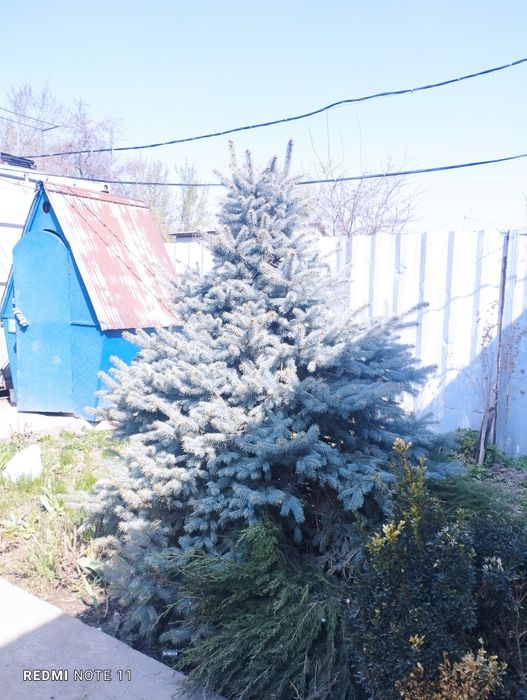 Продам две голубые ели