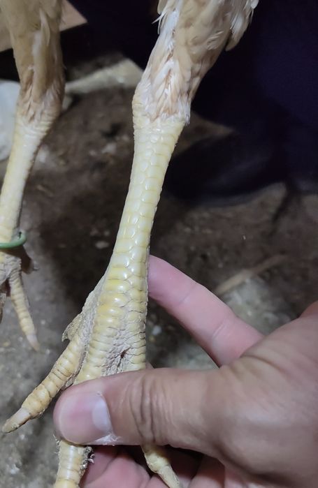 00 тали дакан жужа макёнлар оптом ва донага сотилади тухумда