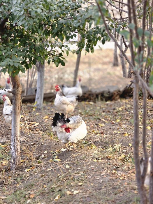 Адлер балапан цыплята