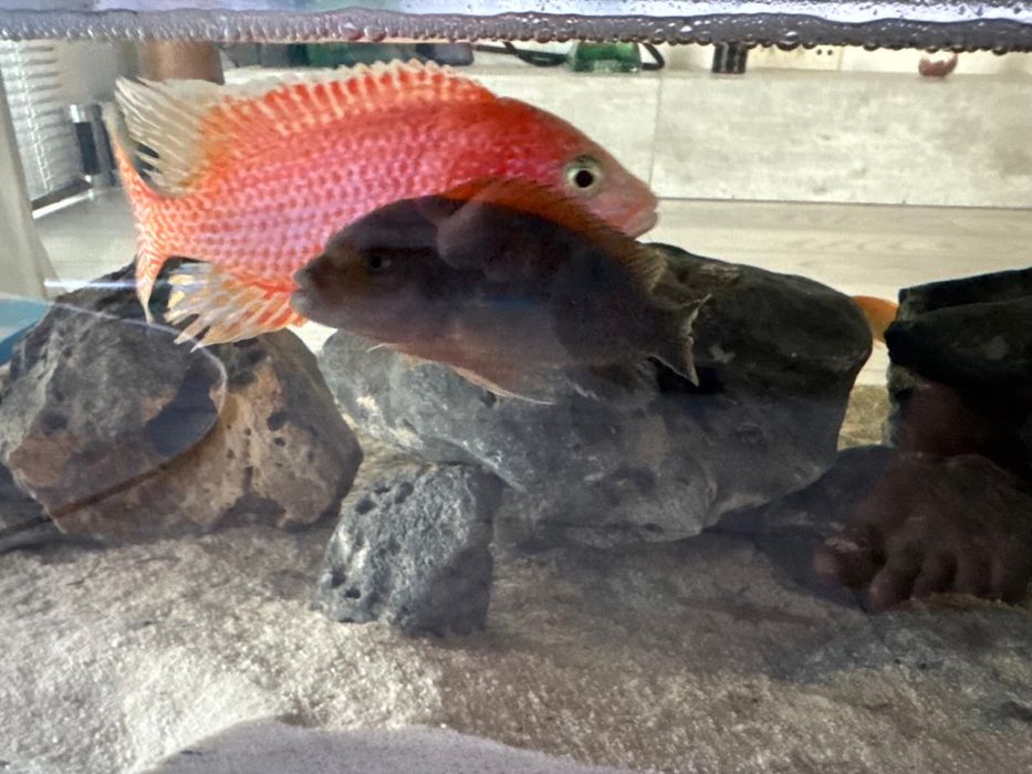 Acvariu in masa cu pesti, cliclide africane