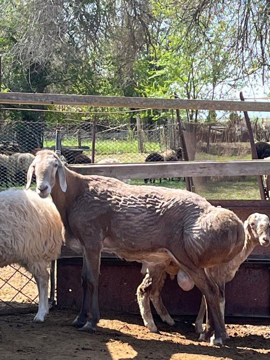 Продаётся Арашан Қошқар