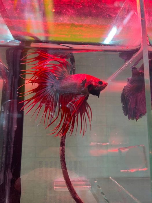 Baliq magazing assartiment kotta